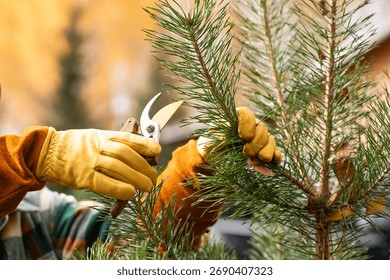 Pruning and shaping pine trees with pruning shears, hands in gloves pruning green pine branches.