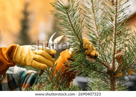 Pruning and shaping pine trees with pruning shears, hands in gloves pruning green pine branches.