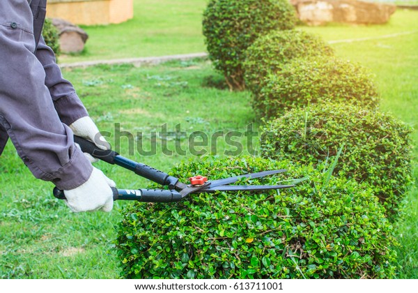 Pruning shears for\
cutting tree in the\
garden.