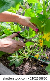Pruning suckers on cucumbers in the greenhouse with scissors