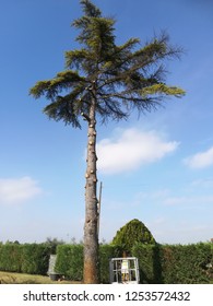 Pruning Of Tall Trees