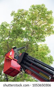 Pruning Tall Trees Using Car Lift 