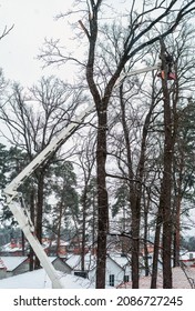 Pruning Tall Trees In Winter With A Hydraulic Lift Platform Truck.