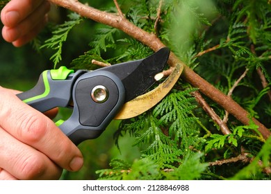 Pruning thuja.Garden Plants Pruning Tool. Garden shears in male hands close-up cutting a hedge.Plant pruning.Gardening and plant formation.Gardening and farming tools