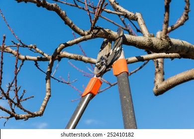 Pruning Tree