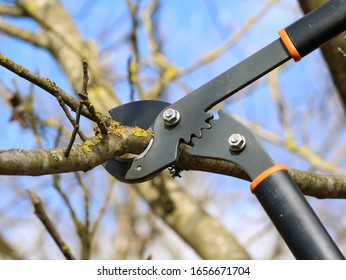 Pruning Of Tree With A Anvil Looper Against Blue Sky