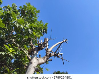Pruning tree branches to reduce the spread of disease