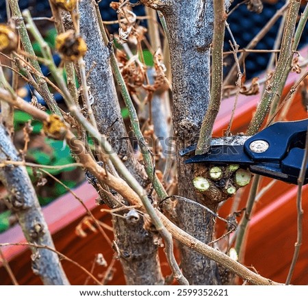 Pruning tree branches with scissors. Trimming hibiscus syriacus.
