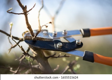 Pruning of trees with secateurs in the garden. Clean fruit trees of dead branches and useless to make fruit