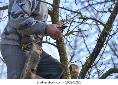 Pruning Of Trees With Secateurs In The Garden. Man Climbed On A Ladder Cleaning Fruit Trees Of Dead Branches And Useless To Make Fruit