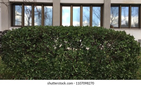 Pruning trees and shaping them.