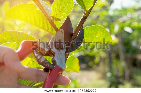  pruning trees with pruning shears in the\
garden on nature background.