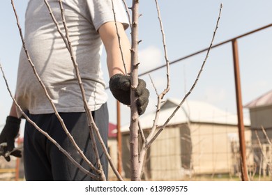 Pruning trees in spring