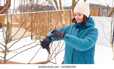 Pruning Trees In Winter On A Sunny Frosty Day. A Woman Gardener Cuts The Branches Of A Fruit Tree With A Hand Pruner In A Snow-covered Garden. Garden And Orchard Care In The Cold Season.