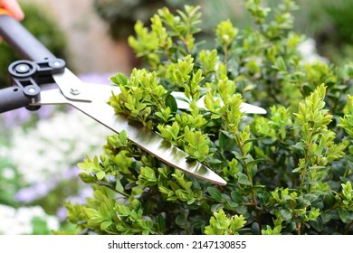 Pruning, trimming buxus, boxwood shrubs with hedge shears. Cutting off buxus branches in the garden in spring.