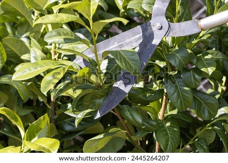 Similar – Image, Stock Photo Gardener trimming a hedgerow using a hedge trimmer in the garden of a customer with earmuffs on for protection