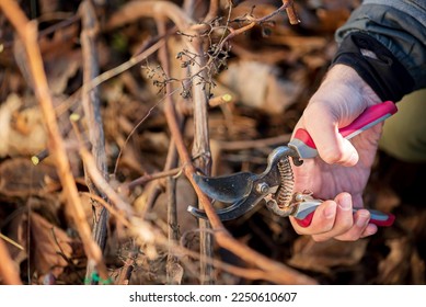 pruning the vine in the garden caring for plants in the garden - Powered by Shutterstock