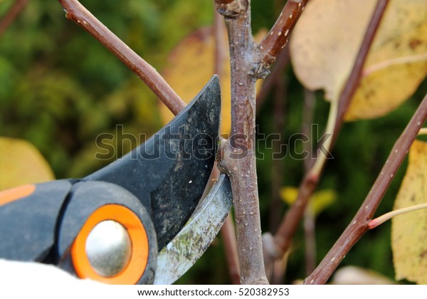 download pruning pear trees for free download pruning pear trees for free