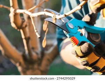 Pruning young fruit tree. Pruning of a young apple tree in spring