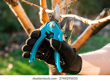 Pruning young fruit tree. Pruning of a young apple tree in spring