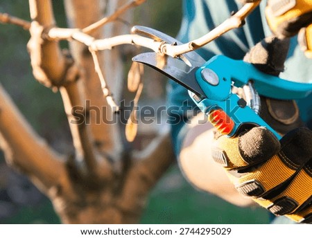 Pruning young fruit tree. Pruning of a young apple tree in spring