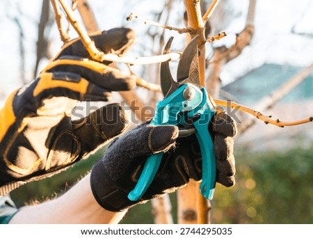 Pruning young fruit tree. Pruning of a young apple tree in spring