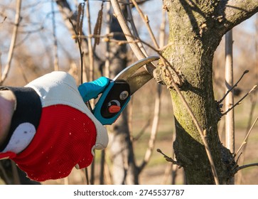 Pruning young fruit tree. Pruning of a young hazelnut tree in spring