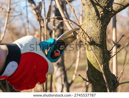 Pruning young fruit tree. Pruning of a young hazelnut tree in spring