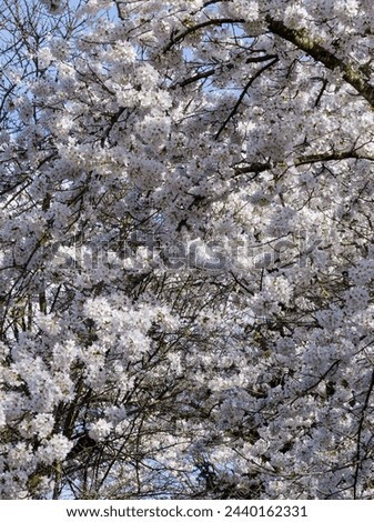 Prunus avium | Wild cherry or gean. Ornamental tree bearing pure white flowers and yellowish stamens in corymbs on pendent peduncles in early-spring