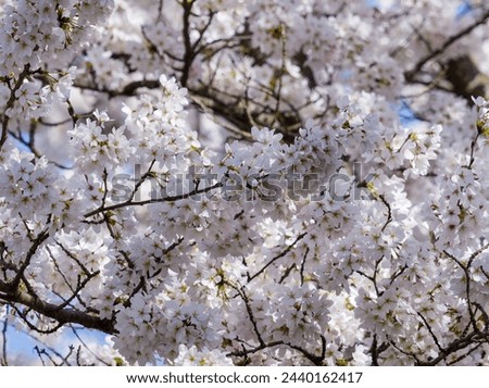 Prunus avium | Wild cherry or gean. Ornamental tree bearing pure white flowers and yellowish stamens in corymbs on pendent peduncles in early-spring