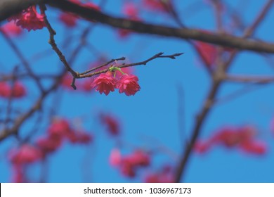 Prunus Campanulata In Zhonghe District, Taipei, Taiwan. (Prunus Campanulata Is A Species Of Cherry Native To Japan, Taiwan, Southern And Eastern China.)