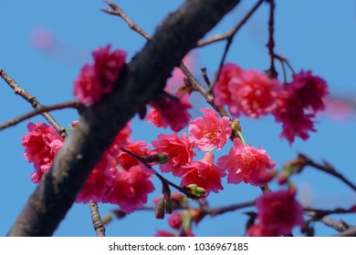 Prunus Campanulata In Zhonghe District, Taipei, Taiwan. (Prunus Campanulata Is A Species Of Cherry Native To Japan, Taiwan, Southern And Eastern China.)