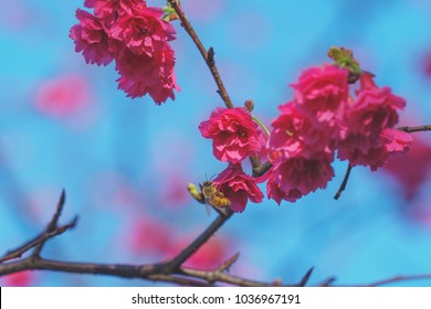 Prunus Campanulata In Zhonghe District, Taipei, Taiwan. (Prunus Campanulata Is A Species Of Cherry Native To Japan, Taiwan, Southern And Eastern China.)