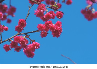 Prunus Campanulata In Zhonghe District, Taipei, Taiwan. (Prunus Campanulata Is A Species Of Cherry Native To Japan, Taiwan, Southern And Eastern China.)