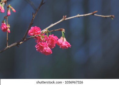 Prunus Campanulata In Zhonghe District, Taipei, Taiwan. (Prunus Campanulata Is A Species Of Cherry Native To Japan, Taiwan, Southern And Eastern China.)