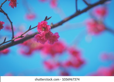 Prunus Campanulata In Zhonghe District, Taipei, Taiwan. (Prunus Campanulata Is A Species Of Cherry Native To Japan, Taiwan, Southern And Eastern China.)