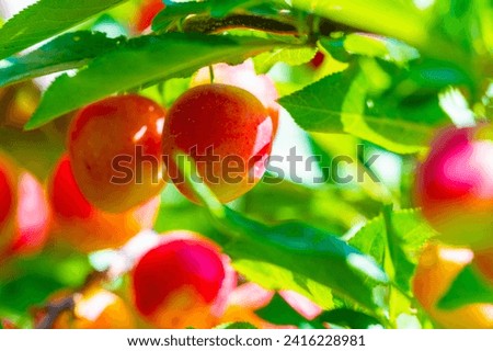 Prunus cerasifera is a species of plum known by the common names cherry plum and world balance plum. It is native to southeastern Europe and western Asia, and is naturalized in the British Isles