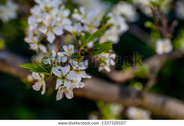 Prunus Cerasifera Thundercloud Ornamental Plum Tree Stock Photo Edit Now 1337328107