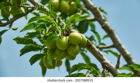 Prunus Cerasifera , Unripe Fruits Native To Southeast Europe And Western Asia,