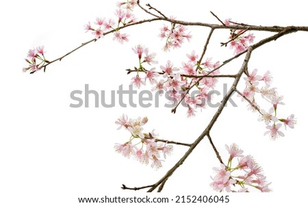 Prunus cerasoides flower, Wild Himalayan cherry plants, isolated on white background                                                          