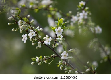 Prunus Domestica, The European Plum