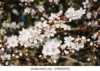 Prunus Domestica, Wild Plum Tree Blossoming Tree Branch Close Up, Kent, UK