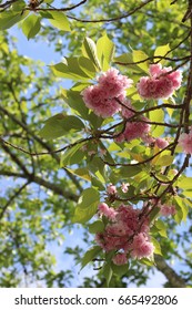 Prunus Iannesiana Wilson