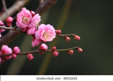 Prunus Mume