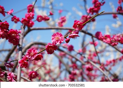 Prunus Mume