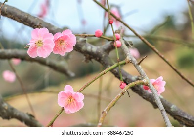 Prunus Mume, Japanese Apricot Flower 