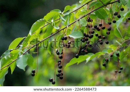 Prunus padus bird cherry hackberry tree branches with hanging black and red fruits, green leaves in autumn daylight, herbal berry medicine