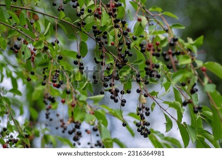 Prunus padus bird cherry hackberry tree branches with hanging black and red fruits, green leaves in autumn daylight, herbal berry medicine