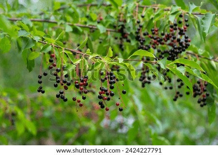 Prunus padus bird cherry hackberry tree branches with hanging black and red fruits, green leaves in autumn daylight, herbal berry medicine