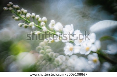 Similar – Wild white flowers lily of the valley